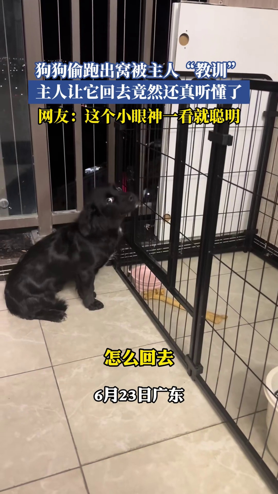 狗狗偷跑出窝被主人“教训”，主人让它回去竟然还真听懂了，网友：这个小眼神一看就聪