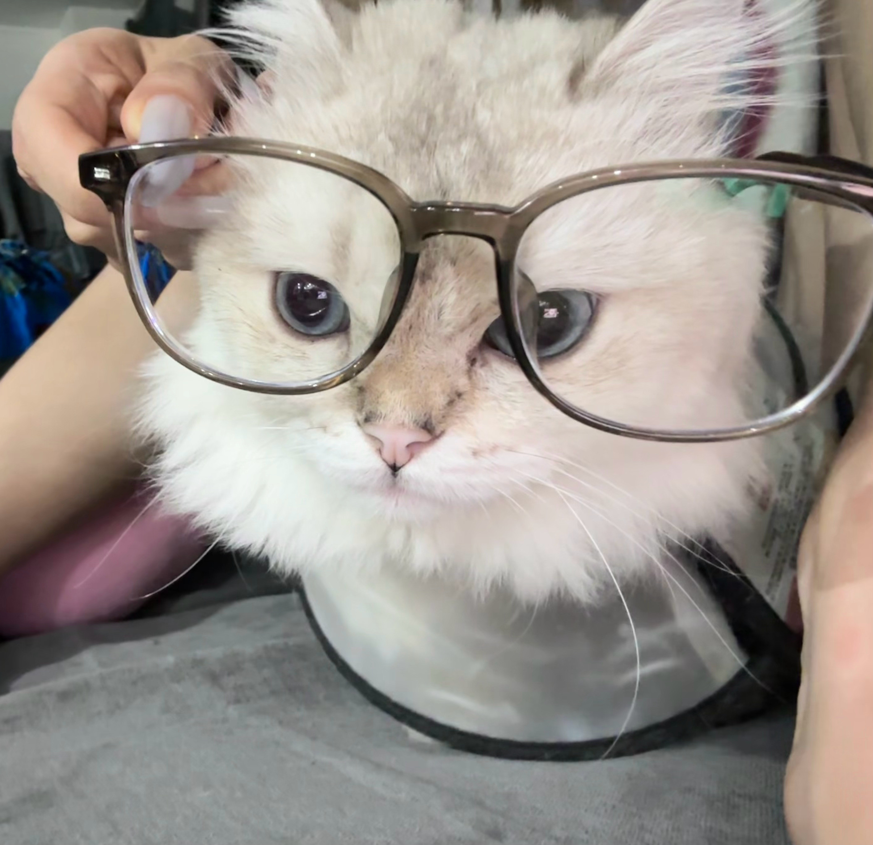 嘻嘻喵出现一下​​​