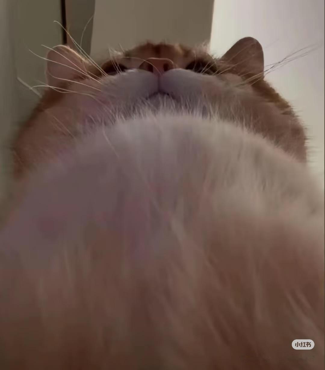 人你可以靠在咪的胸膛