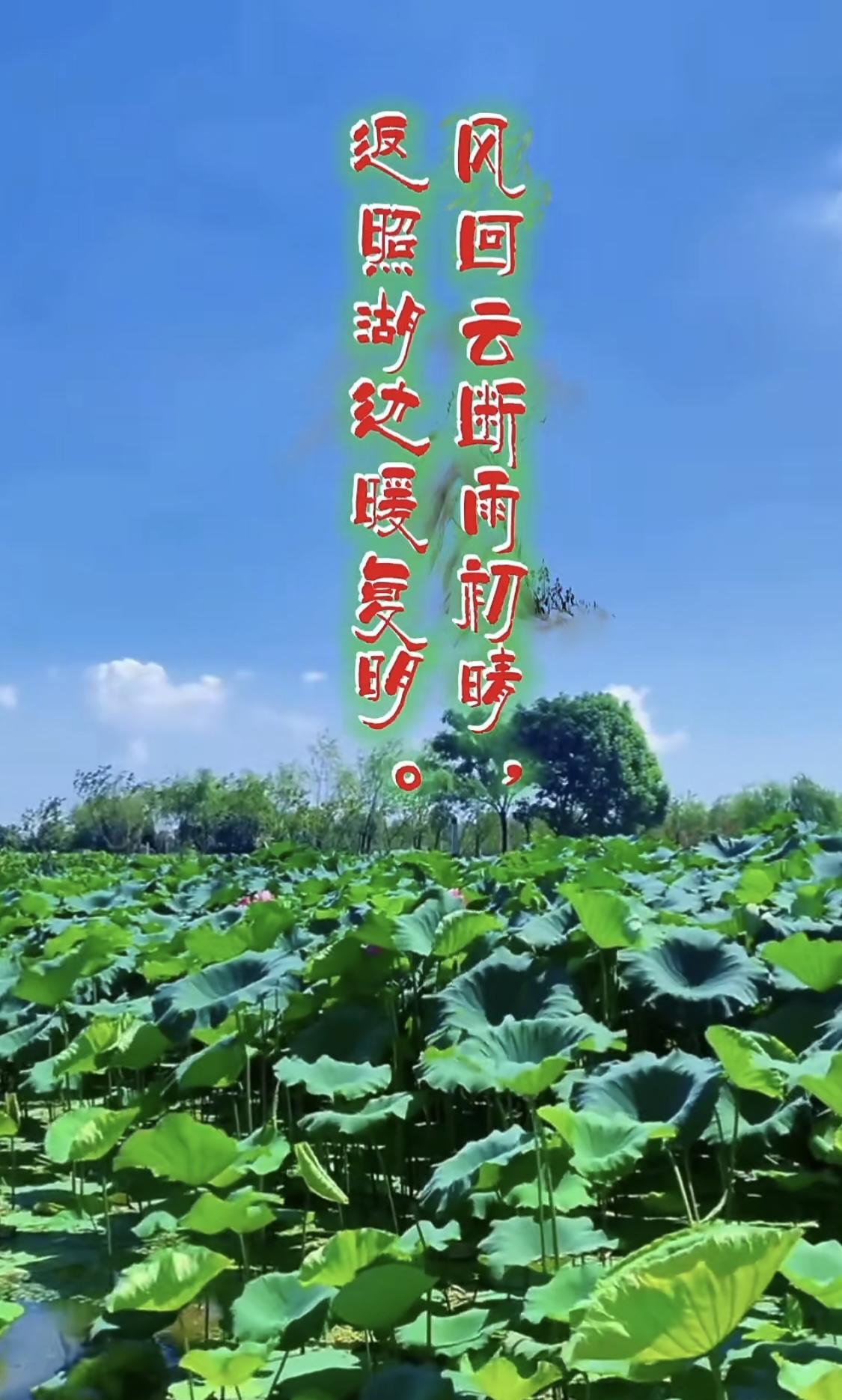#欣赏荷花的美景#🌞风回云断雨初晴，返照湖边暖复明