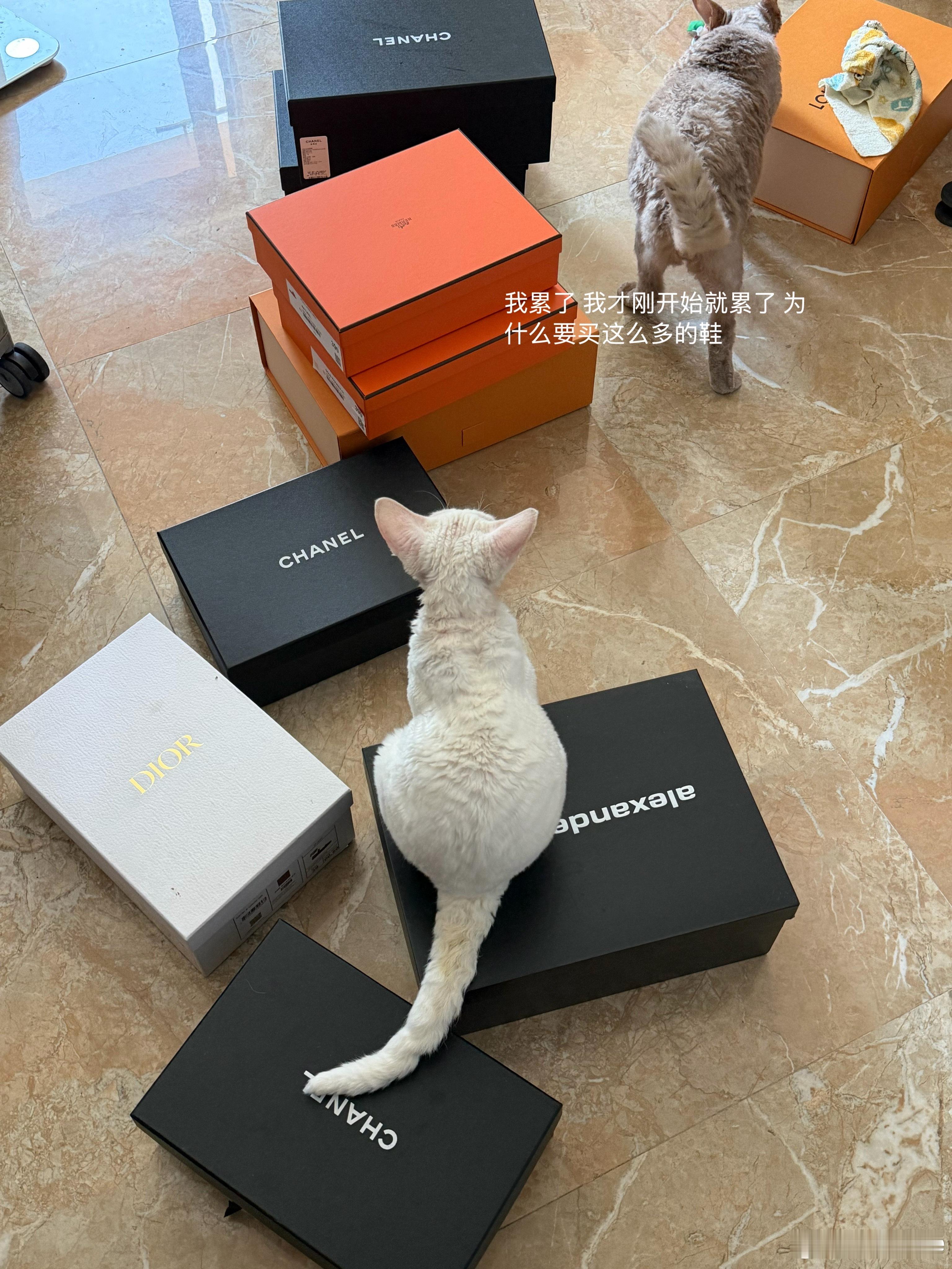 搬家这个事怎么说根据我的原本计划是明年再搬的，因为我感觉明年我们工作可能会有变动想明年再租的。目前这