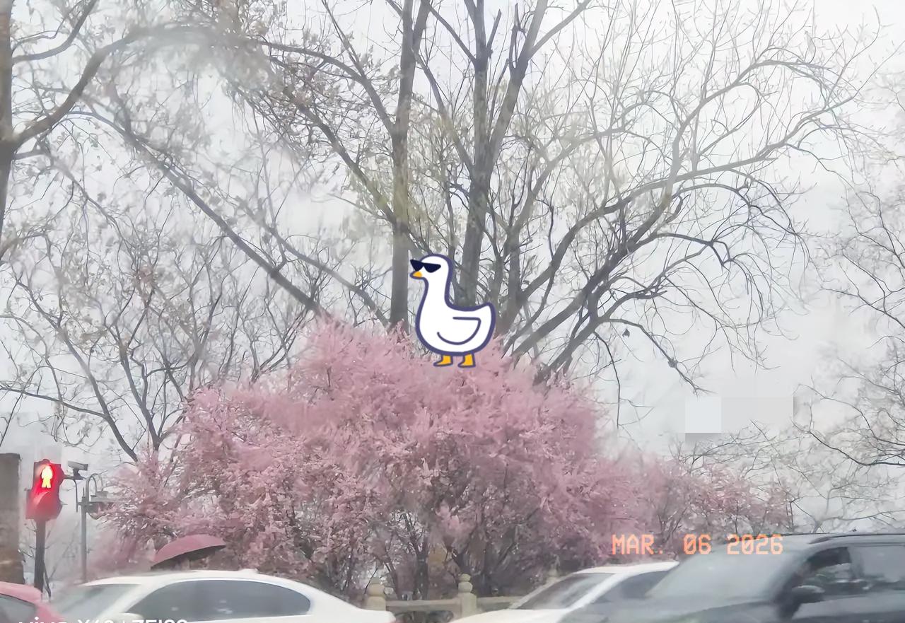 快临盆妻子，在车上与婆婆顶了几句嘴。被丈夫从车上拖了下来，丢在路上。女子艰难