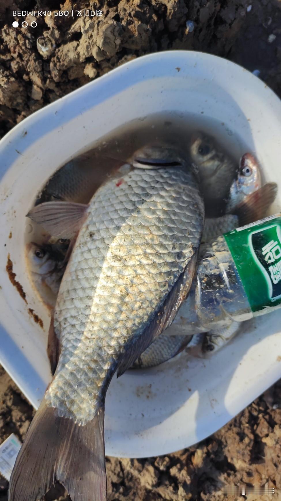 现在的天气温度乱了，鱼口更是乱了，不是没鱼，是完全找不到开口规律了。常规的早口