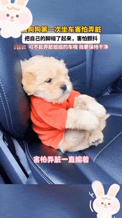 懂事的狗狗让人泪目了！真的被狗狗的“懂事”戳中了！美女第一次带毛孩子坐车，它