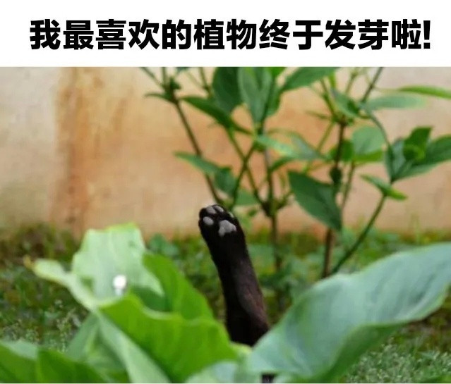 一会儿肉垫就会开花了​​​