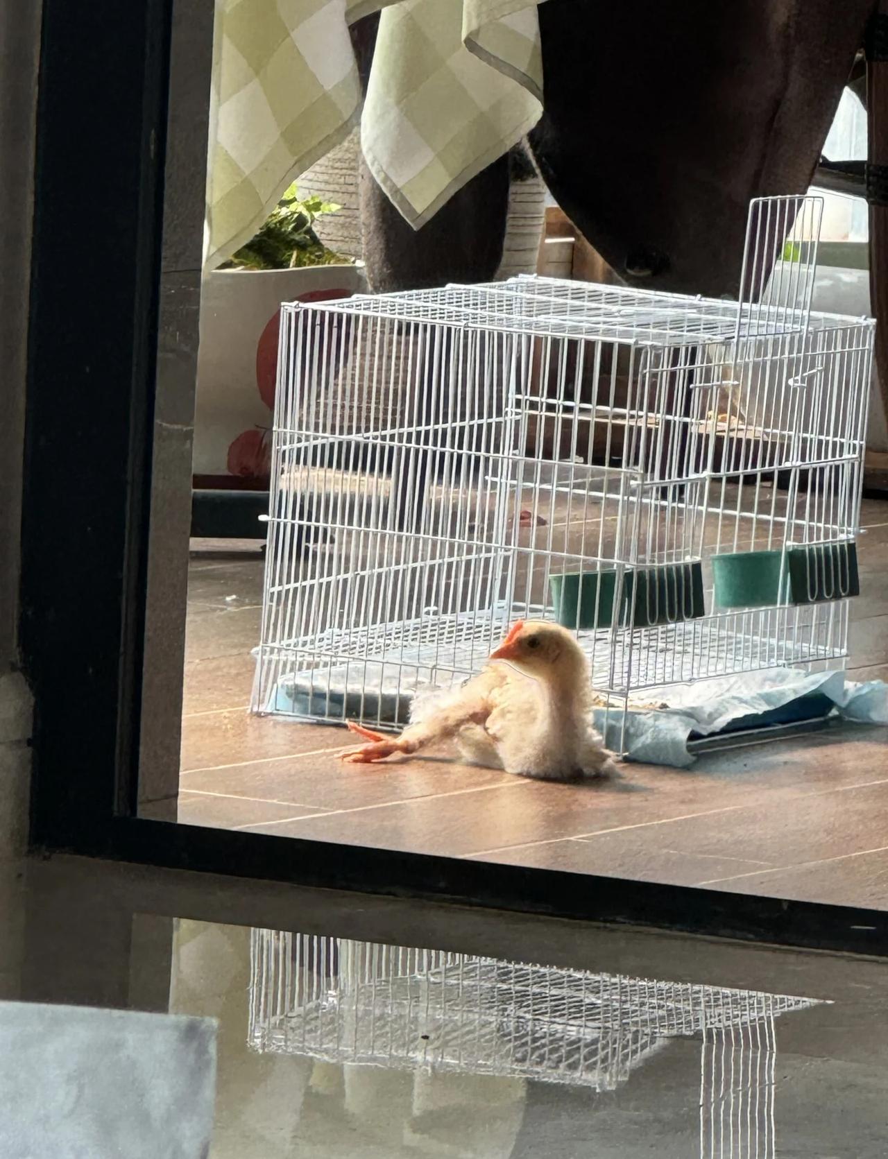 深圳南山小鸡求领养😭弟弟套圈套回来的小鸡结果被我一直养到现在家里人不让再