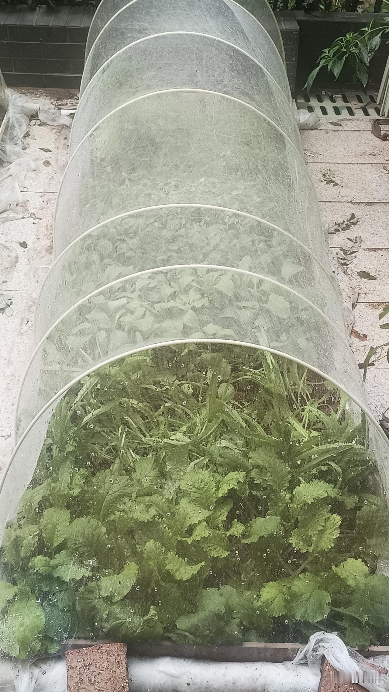 小绿叶菜有的人认为不需要追肥，是那么回事吗？昨天到菜园查看秋播的上海青、油麦菜