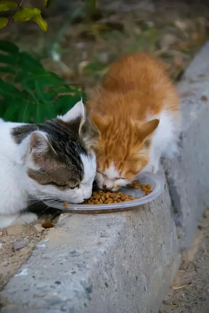 我宁愿投喂流浪狗，也不愿投喂流浪猫……虽然同事说，小猫也会知恩图报，她喂过的