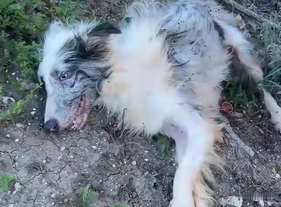 太可怜了！这天一位大哥和朋友去河边钓鱼，当他们来到河边的草地时候，听到草里有狗狗