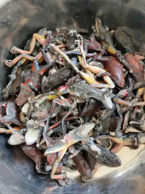 乡下抓的，怎么做才好吃？