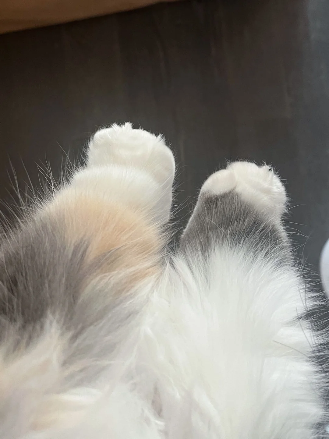避雷这种臭jio小猫