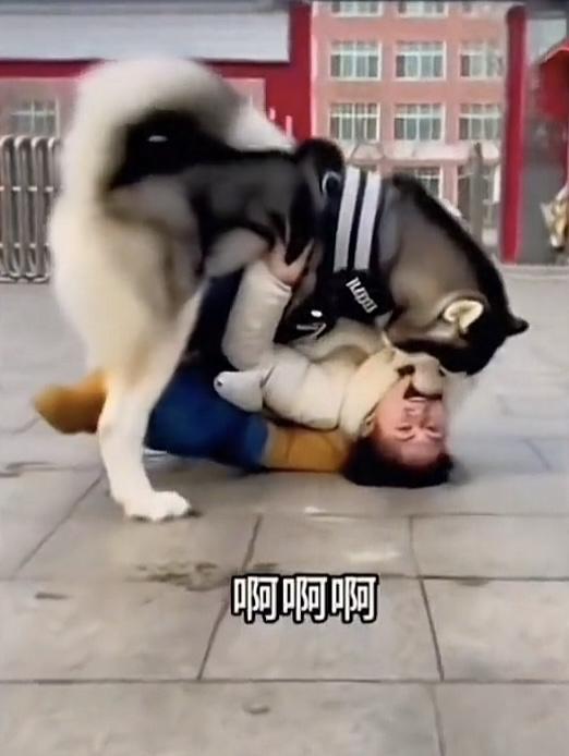 由此我想说，出门遛狗，除了要牵绳，还必须要给狗戴口套，狗连自己的主人都咬，谁能保