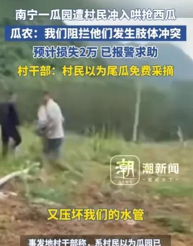 6月9日，广西，男子承包了280亩地种西瓜，地上西瓜，硕果累累，又大又圆，男子摘
