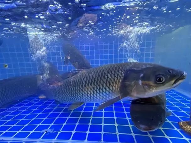 央视暗访两个月，揭开水产惊天骗局：你买的活鱼，竟是麻药“装”出来的。不少