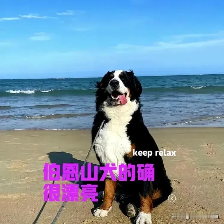 对于伯恩山犬，说实话以前从来没有听说过，也没有见过。直到前段时间，看到这样一则新