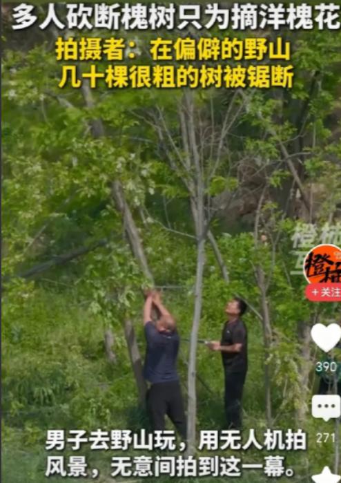 “春吃槐花夏吃果”本是寻常趣事，但为了一口新鲜就锯断大树，实在得不偿失。4月