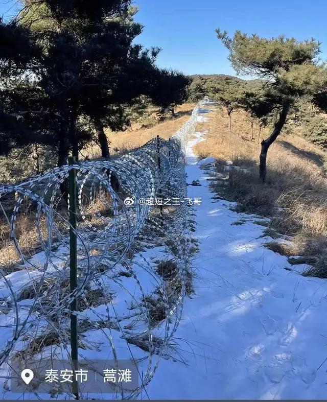 泰山135公里刀片铁丝网将全部拆除耗资两千多万修建135公里刀片刺网围山，原本用