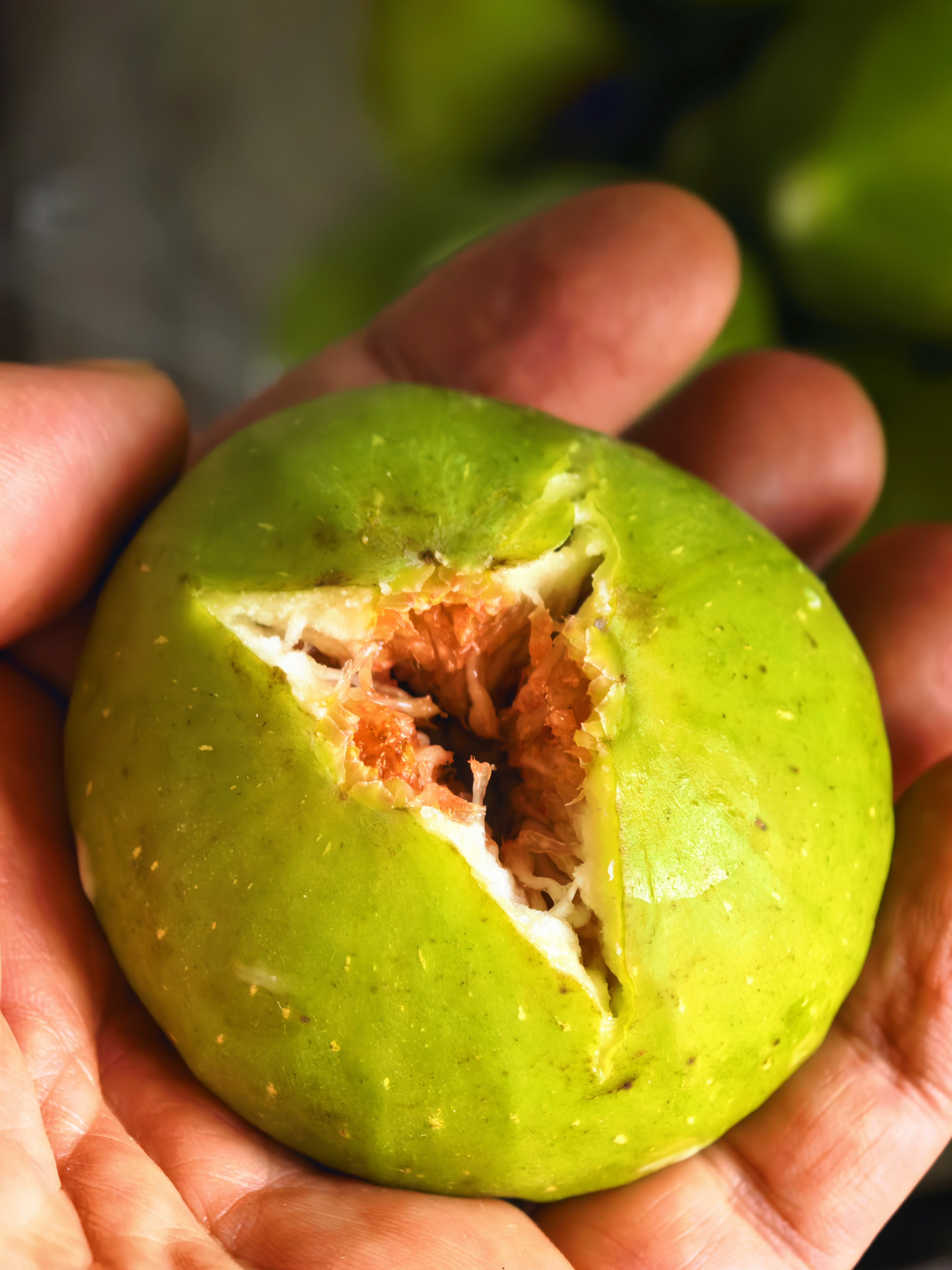 🍈青皮无花果｜裂口即是熟​​​