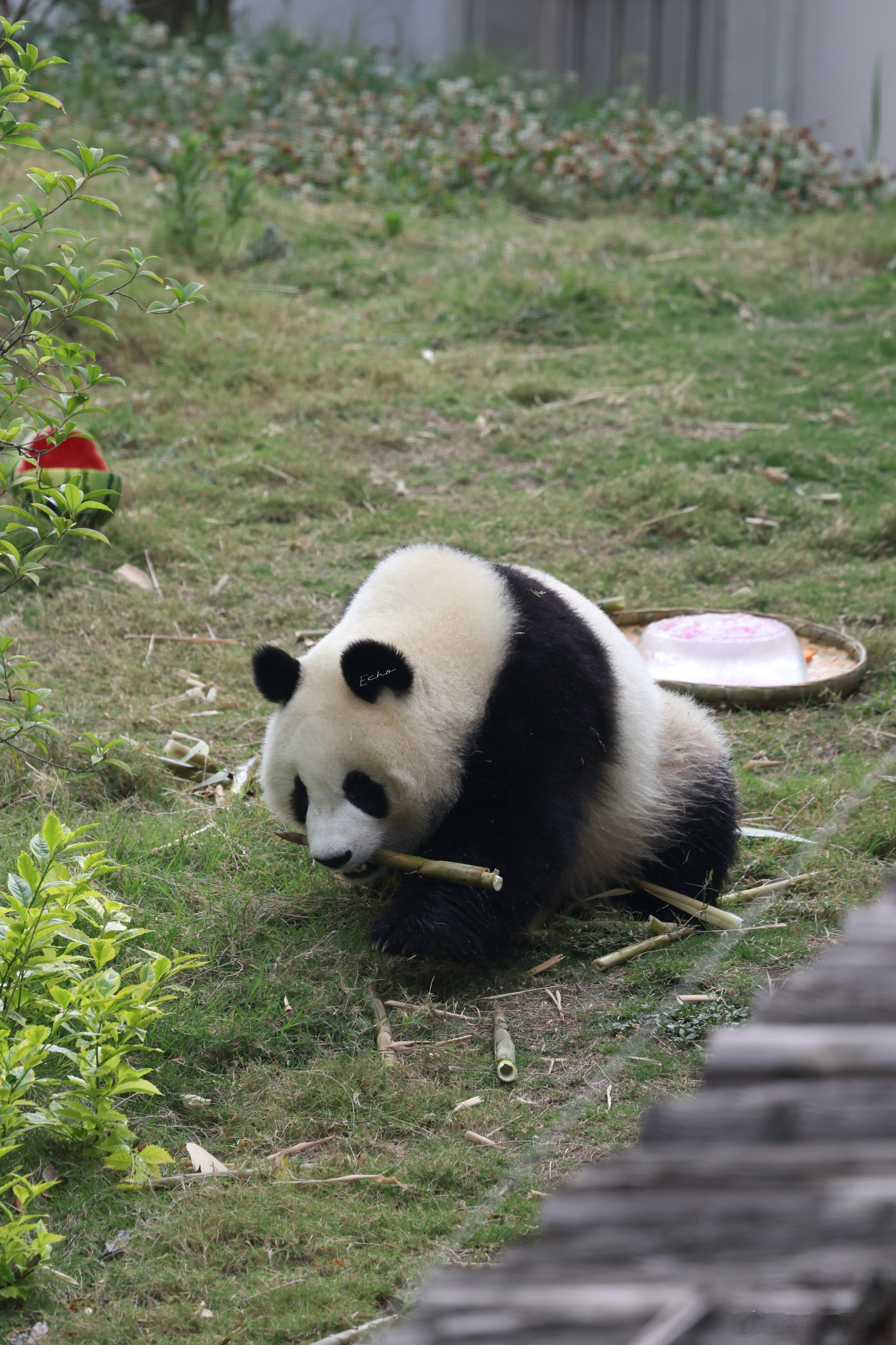 大熊猫文雅6.11漂亮呦独立的小雅（文熙），2岁生日快乐，健康平安顺遂