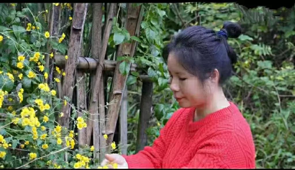 重阳过，秋色冷疏篱斜倚绕清嘉、野菊金黄缀满笆撷得满框秋意暖，焙干香如雨前