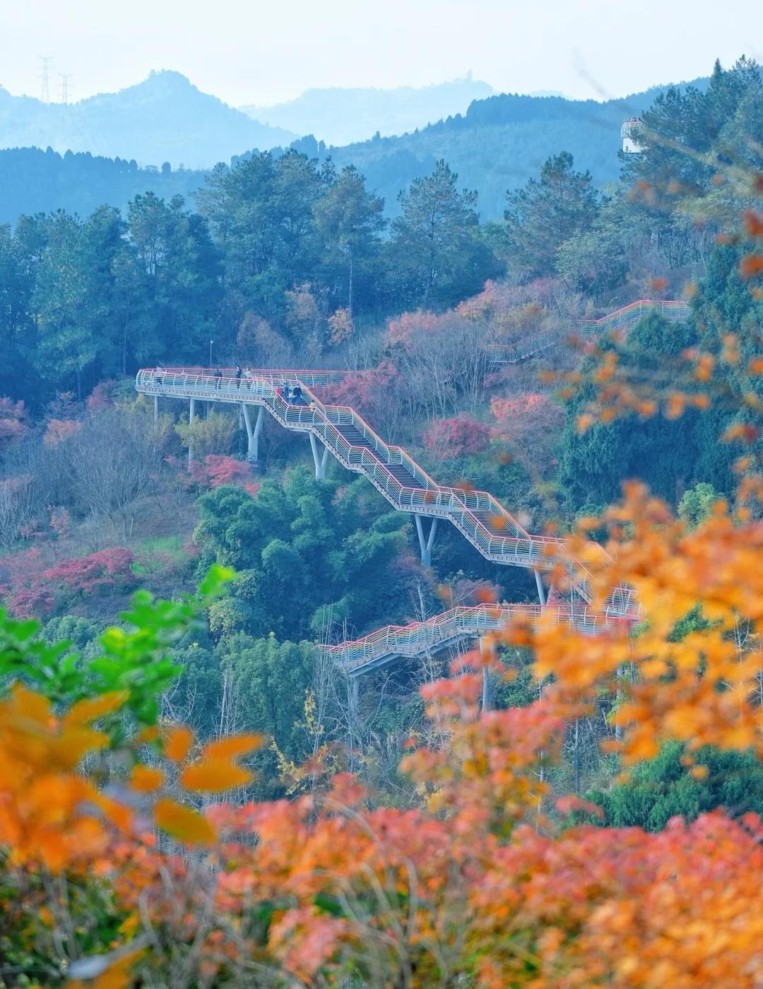 成都1h|轻松不累的云端赏秋徒步地！免费🆓成都1h找到了一条秋日限定彩林徒步