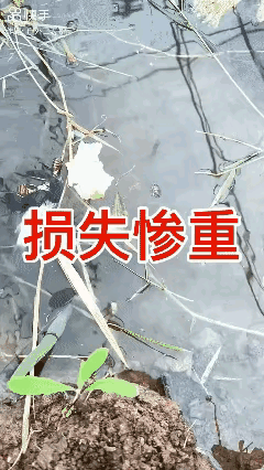 尸蟞。鬼吹灯里的尸蟞