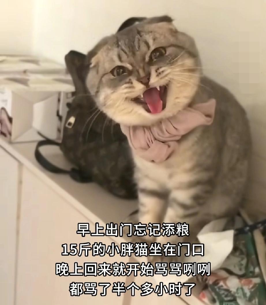 就饿一顿的功夫，家里的猫主子直接化身“讨债专员”！女子早上出门急忘添粮，晚上