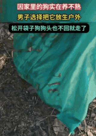 把养不熟的狗装麻袋野外放生？这哪是“好心给自由”，分明是把责任和风险一起丢给了世