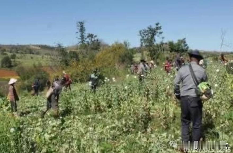 联合国点名批评缅甸是世界第一罂粟种植国后，缅甸总算是作出动作，在掸邦彬朗、希赛、