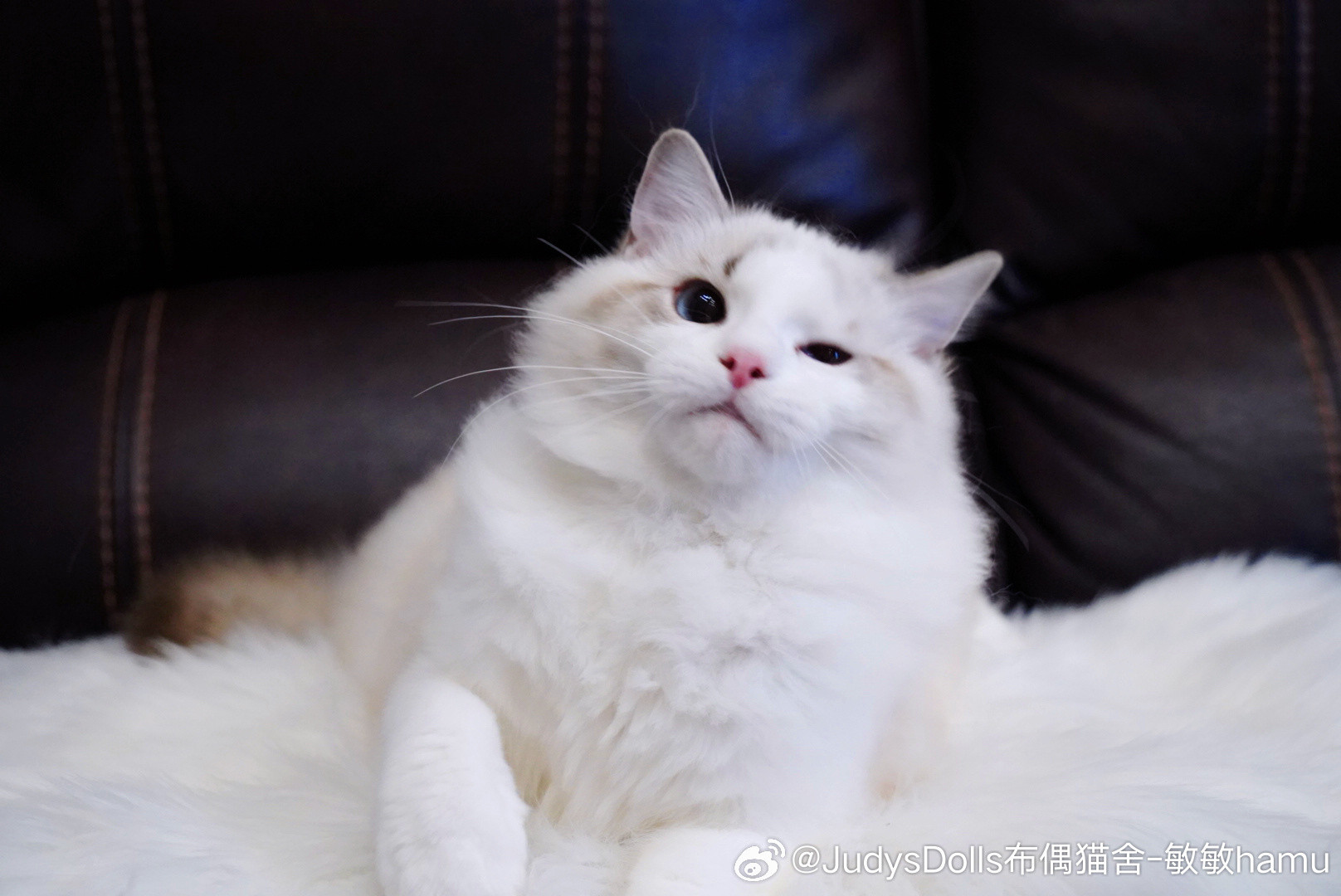 周一需要小猫的wink喵星人的日常上海布偶猫舍日常吸猫