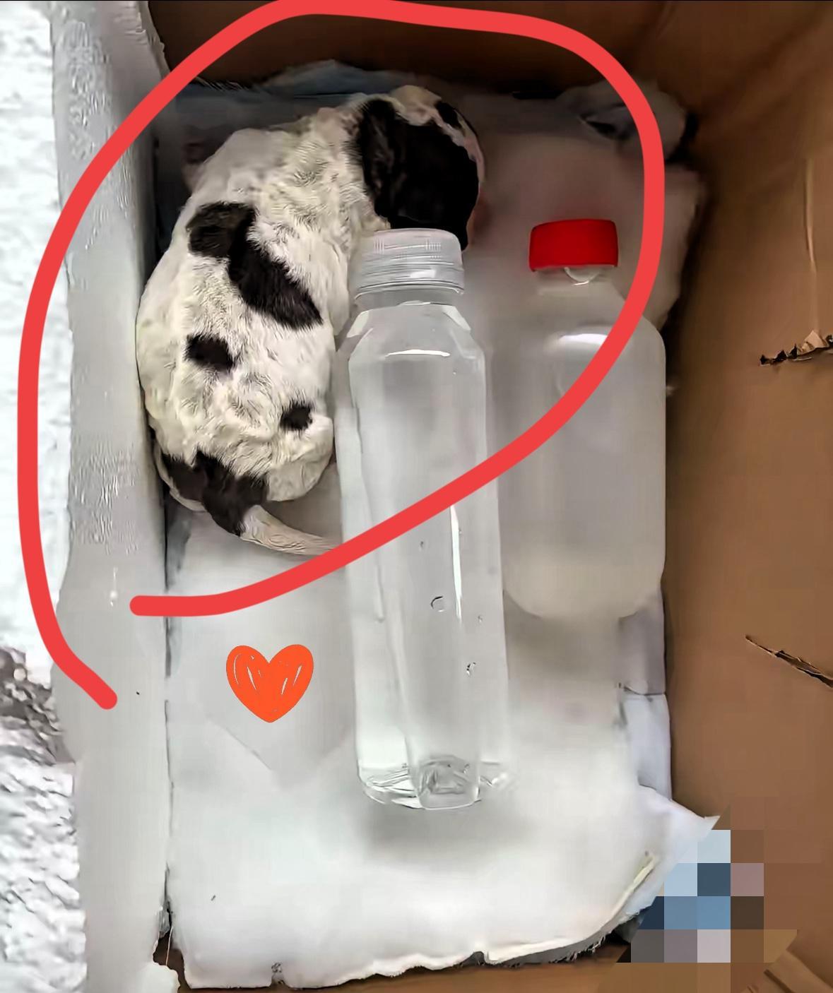 前几天我们这里就下雪了,我开车出去办事,在街边看见一只蜷缩一团的小狗,一看就是冻