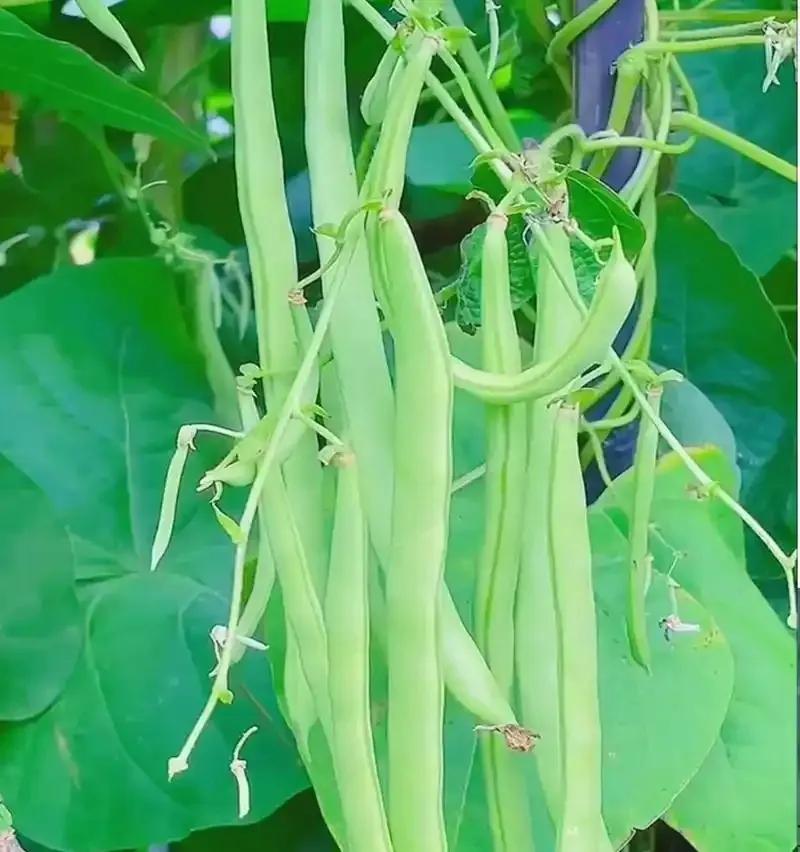 需要焯水的食材：1、草酸含量高的蔬菜——菠菜、空心菜、芹菜、苋菜、马齿苋等