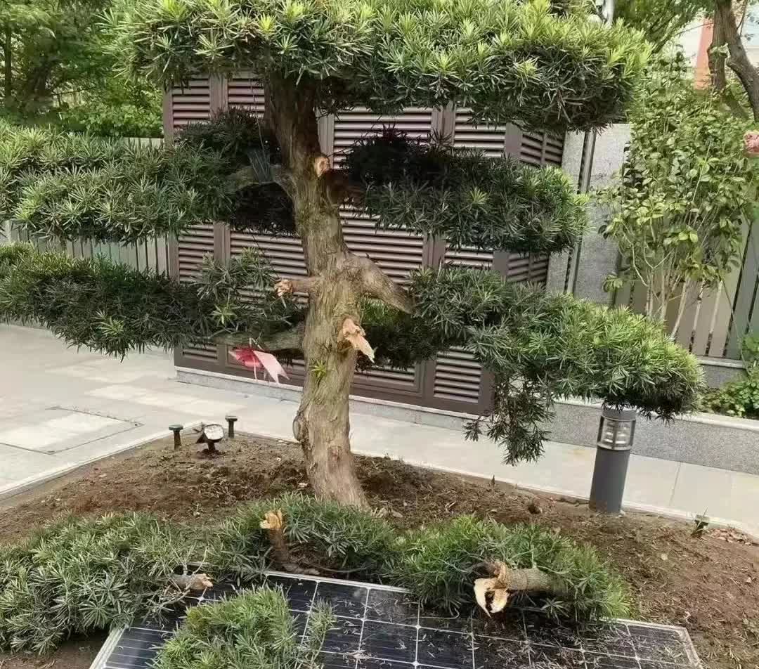 江苏苏州，有一名男子买了一栋别墅，生意伙伴建议他在别墅的门口种植罗汉松，这样既可