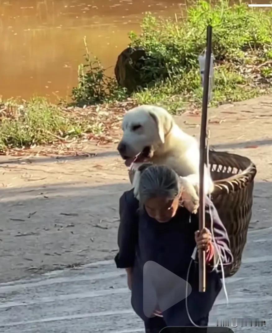 狗狗生病了，老奶奶背着狗狗走了十多公里地，到县城给狗狗看病，由此可见奶奶对狗狗的