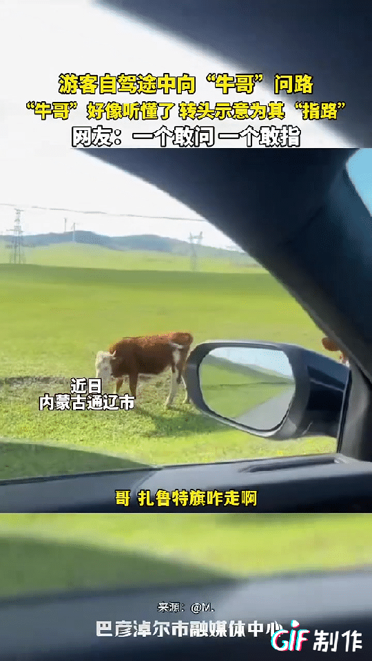 太有灵性了！内蒙古，一男子自驾去内蒙古旅游，突然他不知道路怎么走了，他看到路边有