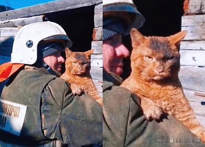 猫咪：必须得找到这个纵火的人😡😾