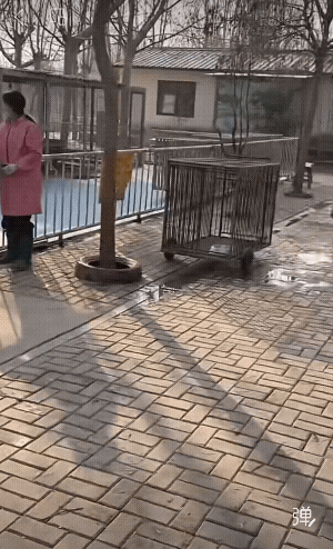 这小老虎真是调皮，挨一巴掌后，转过身去又把那个熊打一巴掌！[捂脸哭][doge]