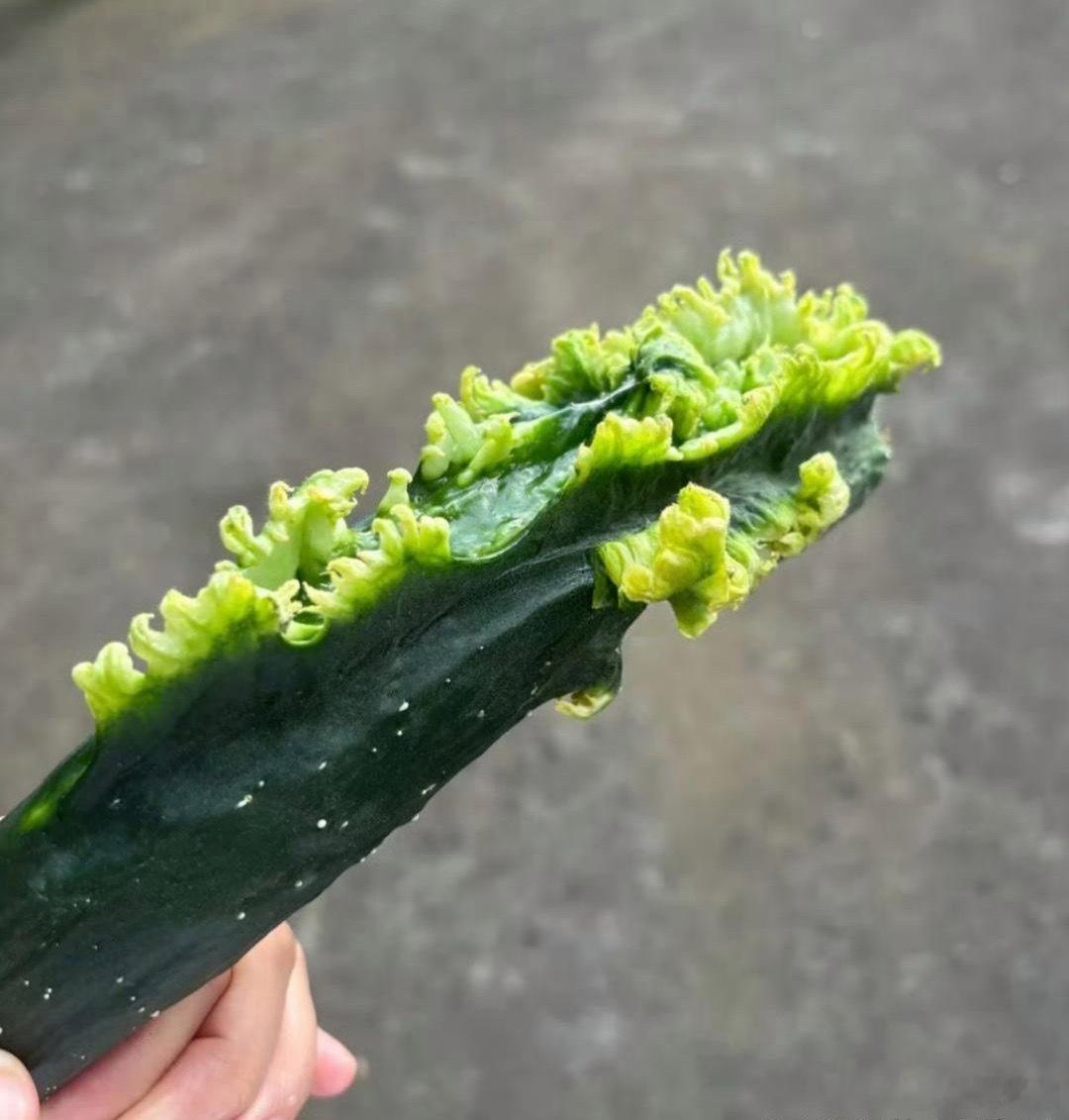这是黄瓜忘记喝孟婆汤了吗