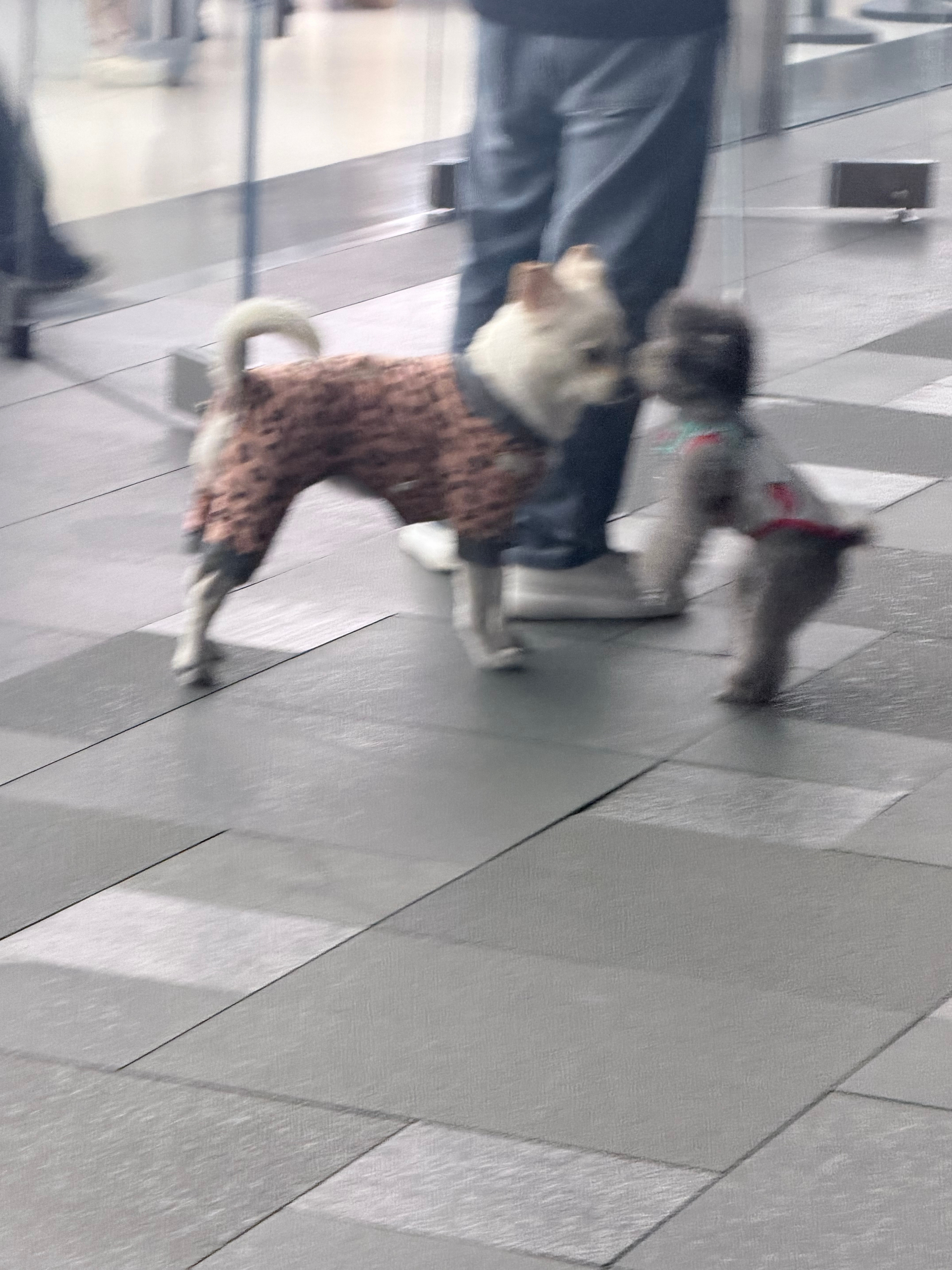 成都太古里走丢一只狗狗观察了一下在找主人现在在苹果店附近​​​