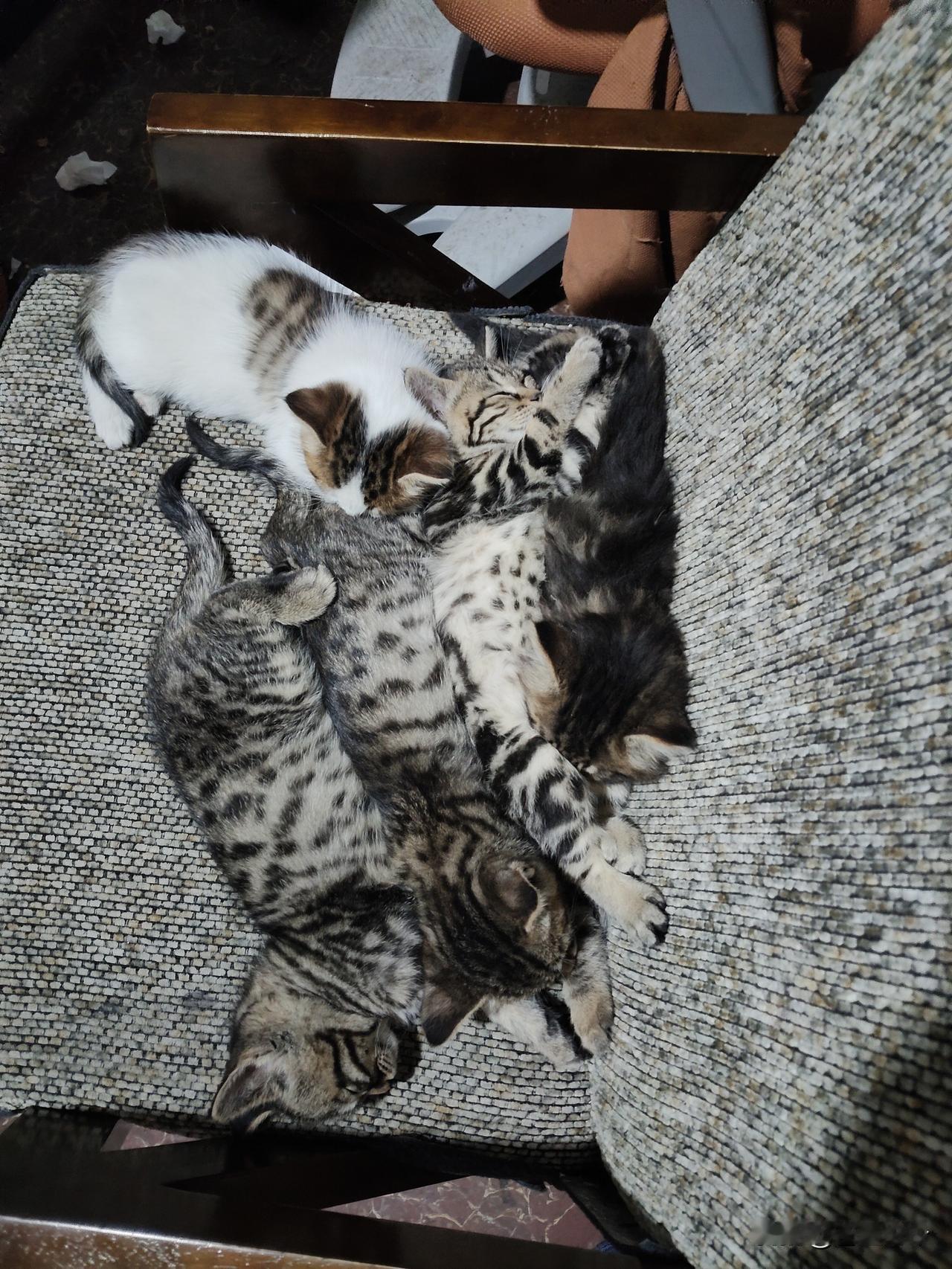 分享一张你家猫咪睡觉的照片吧