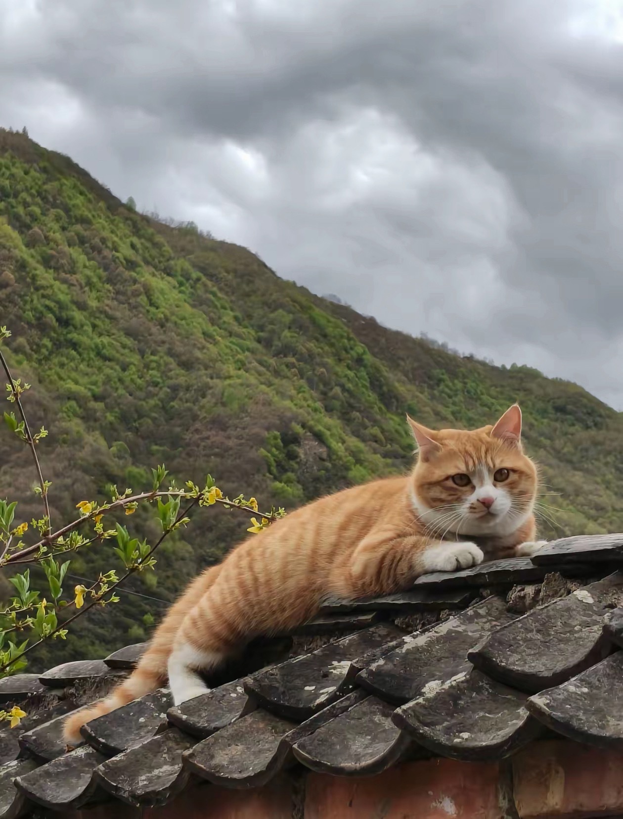 猫咪：拍好了吗？我恐高🥹