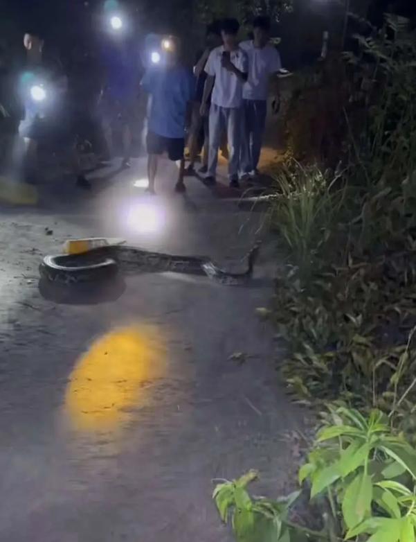 胆子不是一般的大！广西钦州，一男子行至乡间公路时，猛然发现前方盘踞着一条巨蟒，目