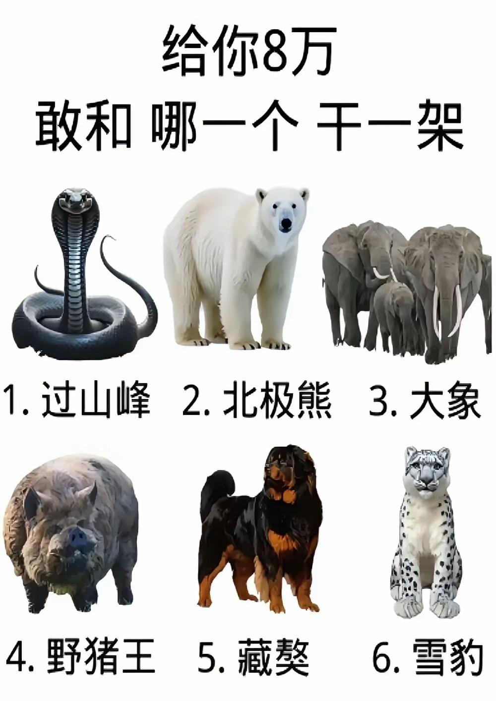 8万，干一架，你选哪一个……