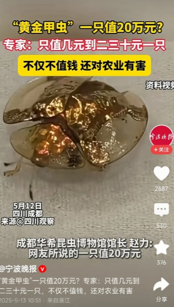广东一村民发现黄金甲虫，据说价值20万一只呢[抠鼻]专家出来说了，这甲虫不仅不