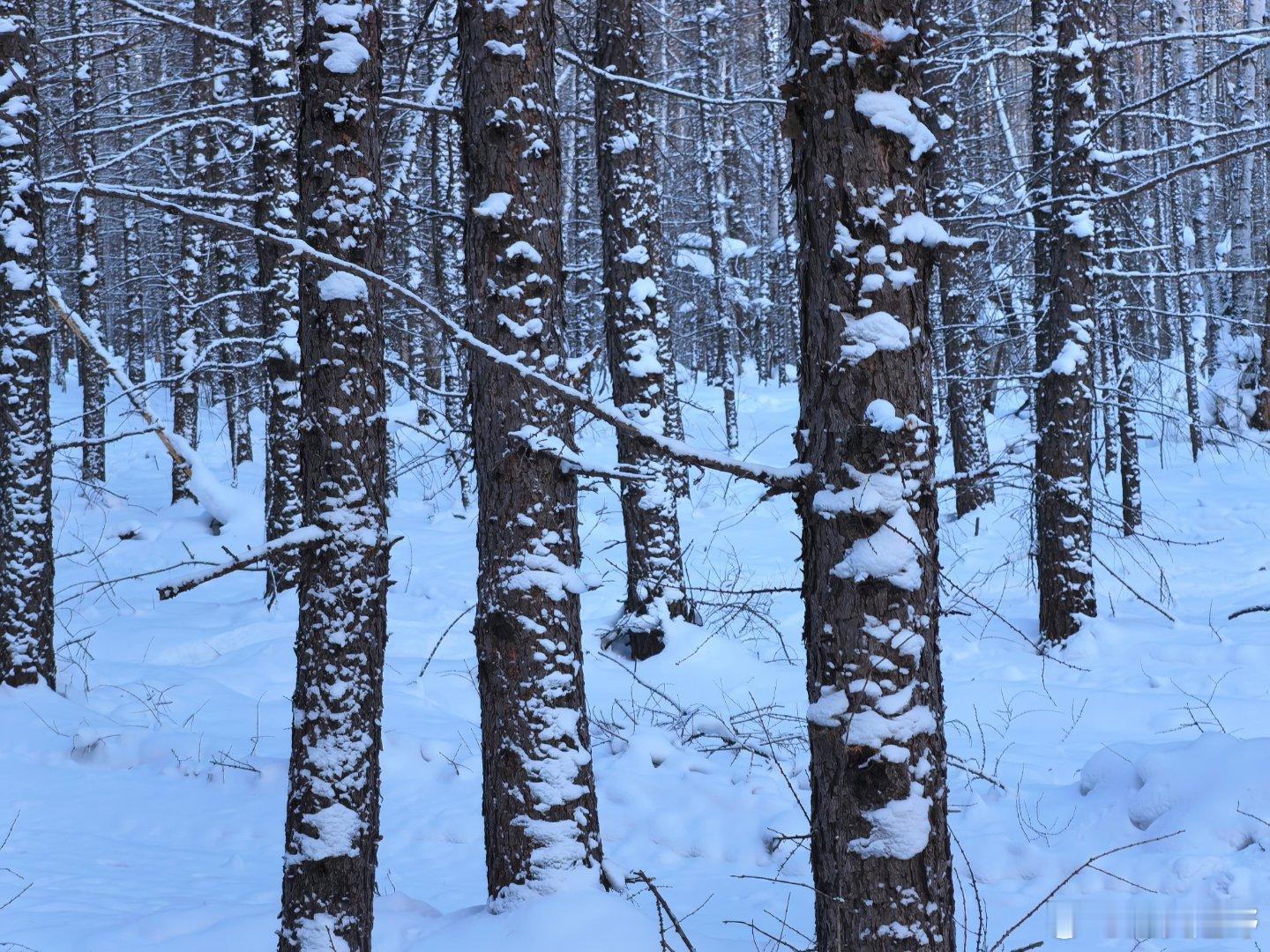 阿尔山玩雪，没苦硬吃。