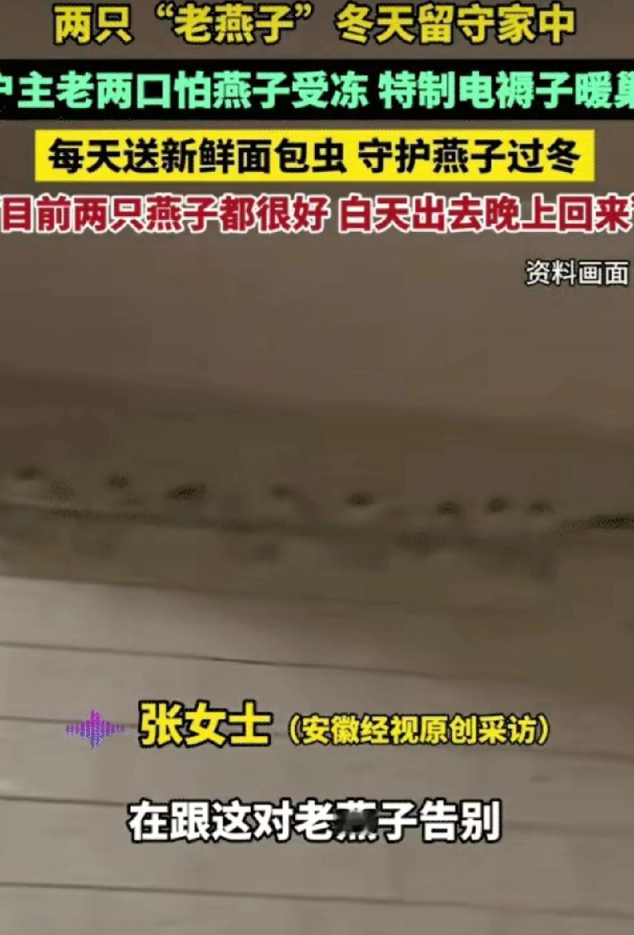 谁能想到，两只飞不动的老燕子，在河北遇上了最暖的“冬日守护”！今年秋天，