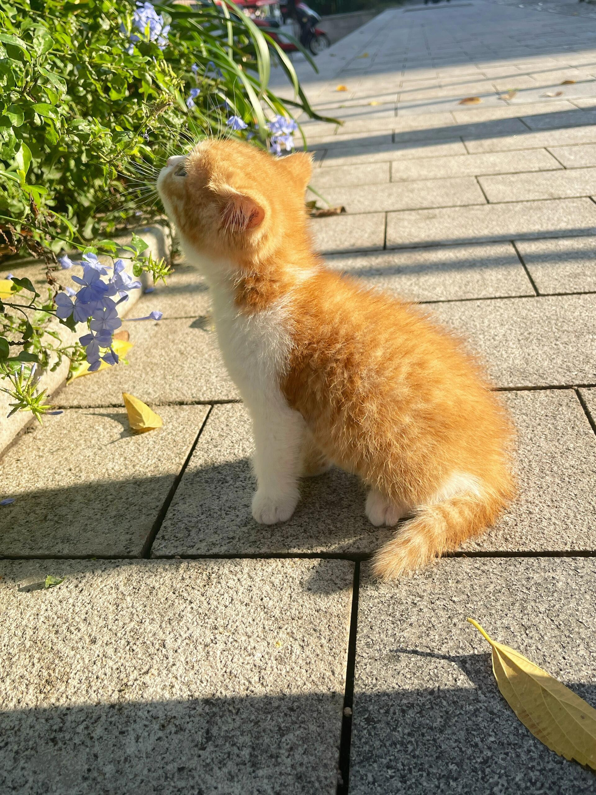 “路边偶遇小猫赏花”