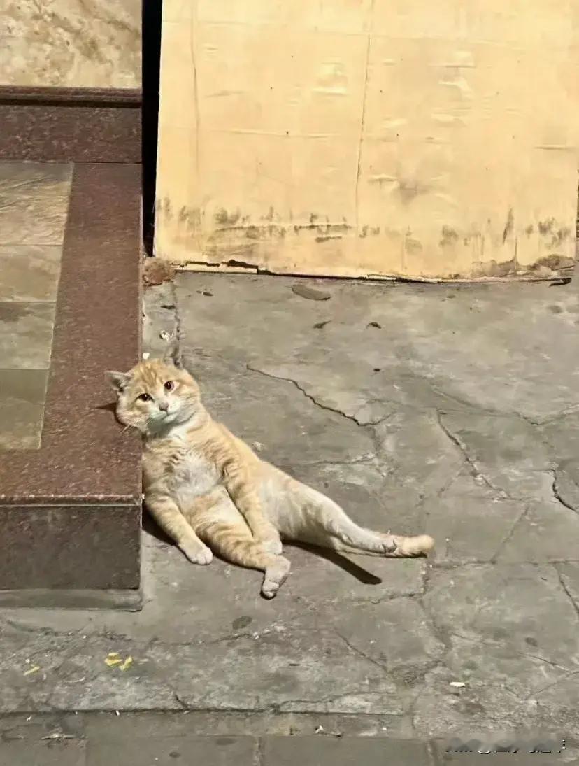 路边的小橘好像摆烂的打工人