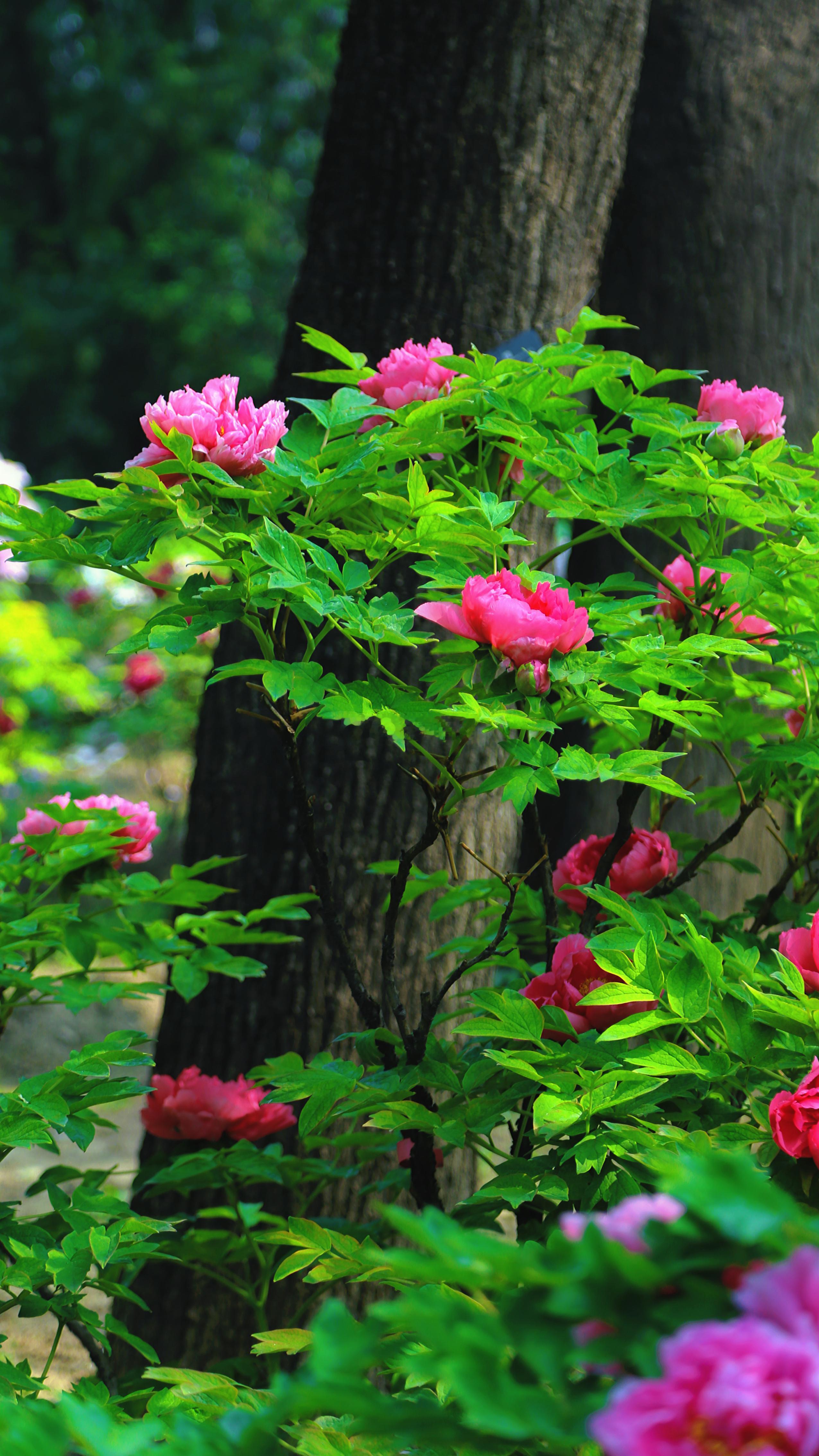 北京·国家植物园，牡丹摄影