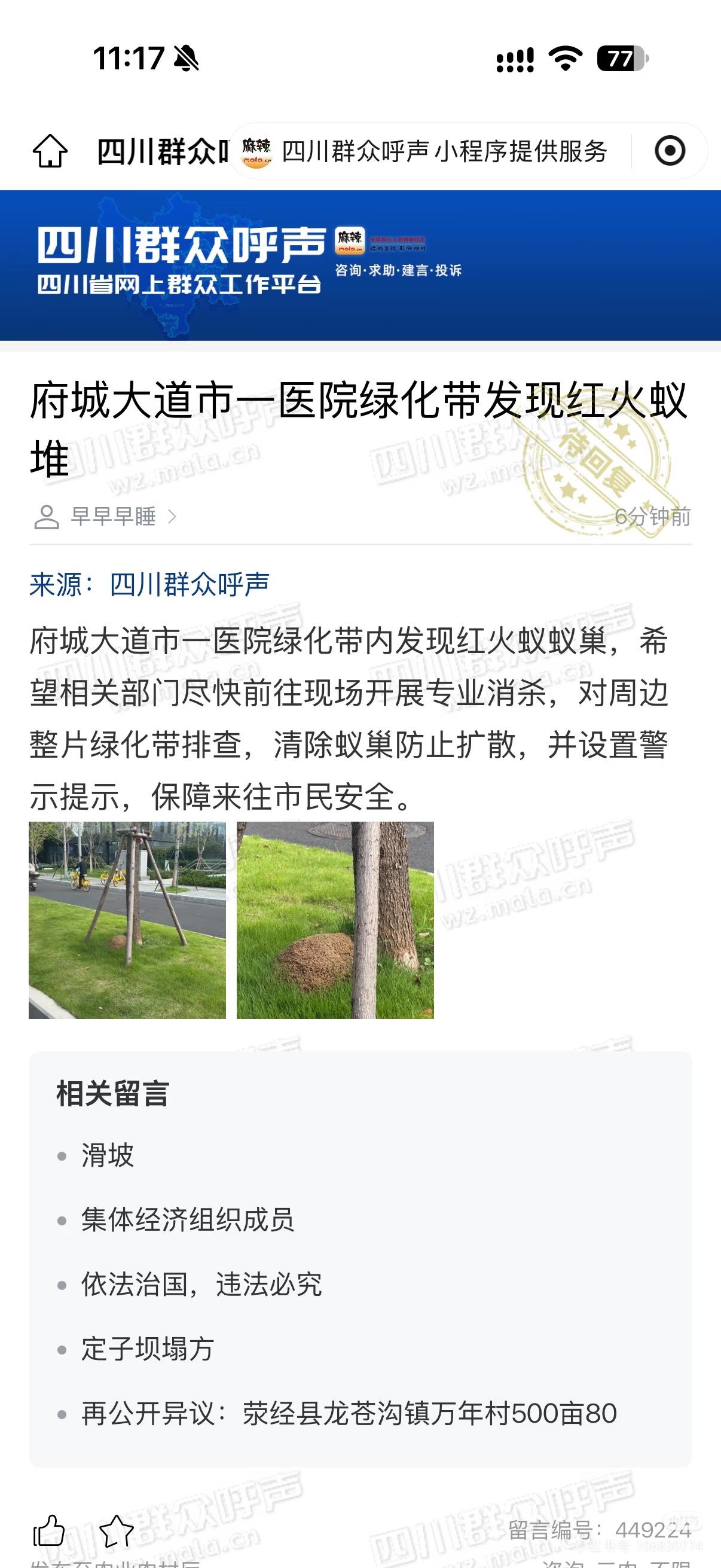 成都府城大道发现红火蚁窝，网友汇总仅供参考，1处蚁巢就能繁殖上万只蚂蚁，看见土堆